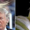 Toupee Or Not Toupee ► Throwback Thursday